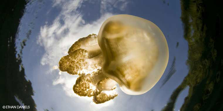 Close-up of a stingless Jellyfish